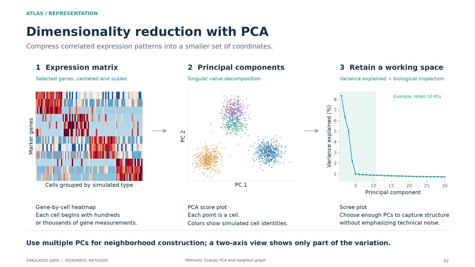 A gene by cell matrix, PCA scores of cells, and a scree plot of variance explained per component.