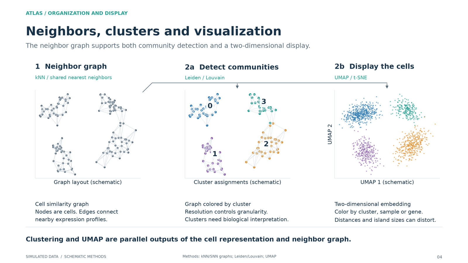 A nearest-neighbor graph of cells branching into cluster assignments and a two-dimensional UMAP-style display.