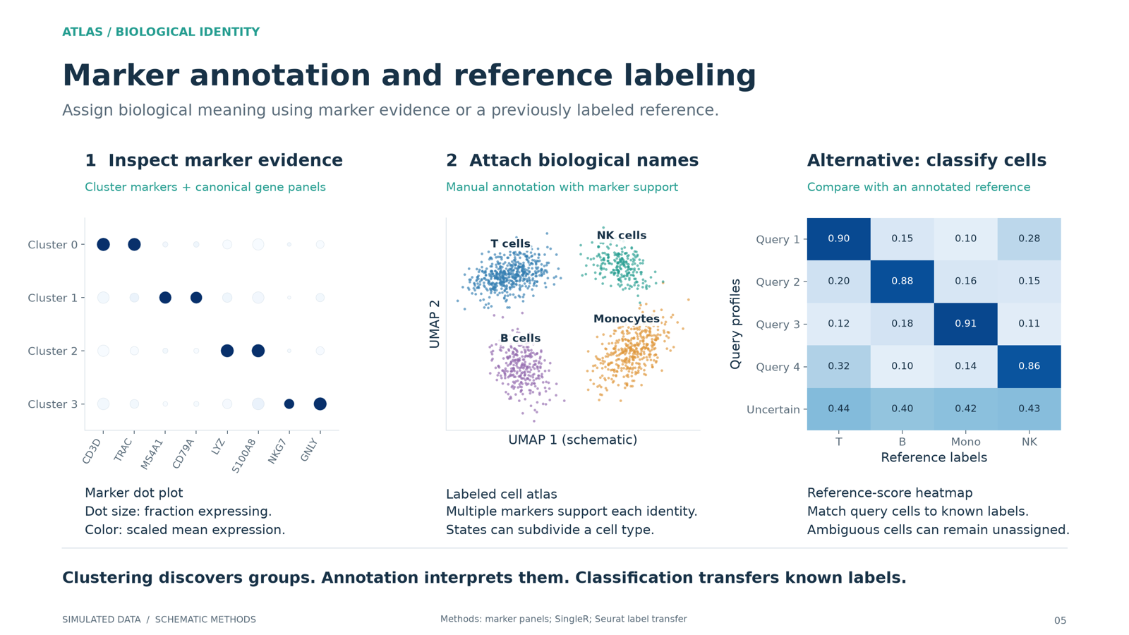 A marker gene dot plot, clusters labeled with cell type names, and a reference similarity score matrix.